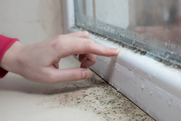 Best Comprehensive Air Testing for Mold Contaminants  in Big Bend, WI